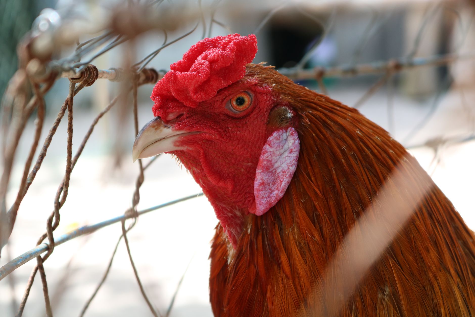 Detailed close-up of a rooster behind a wire fence in natural daylight, showcasing vibrant colors.