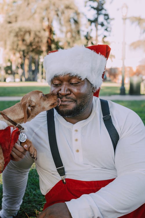 Kostenlos Mann In Der Weißen Weihnachtsmütze, Die Braunen Kurzen Beschichteten Hund Trägt Stock-Foto