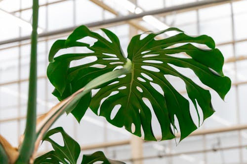 Základová fotografie zdarma na téma díry, monstera deliciosa, struktura