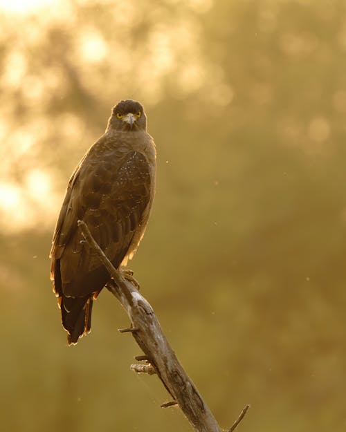 Free stock photo of crested serpent eagle, indian bird