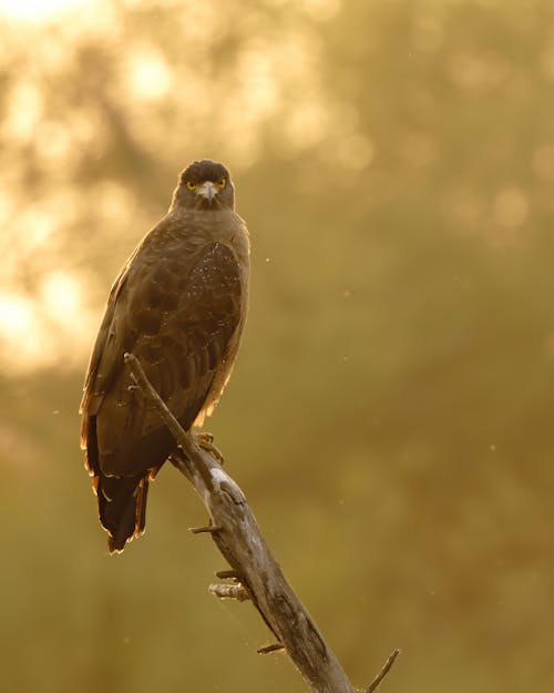 Foto stok gratis burung india, elang ular jambul