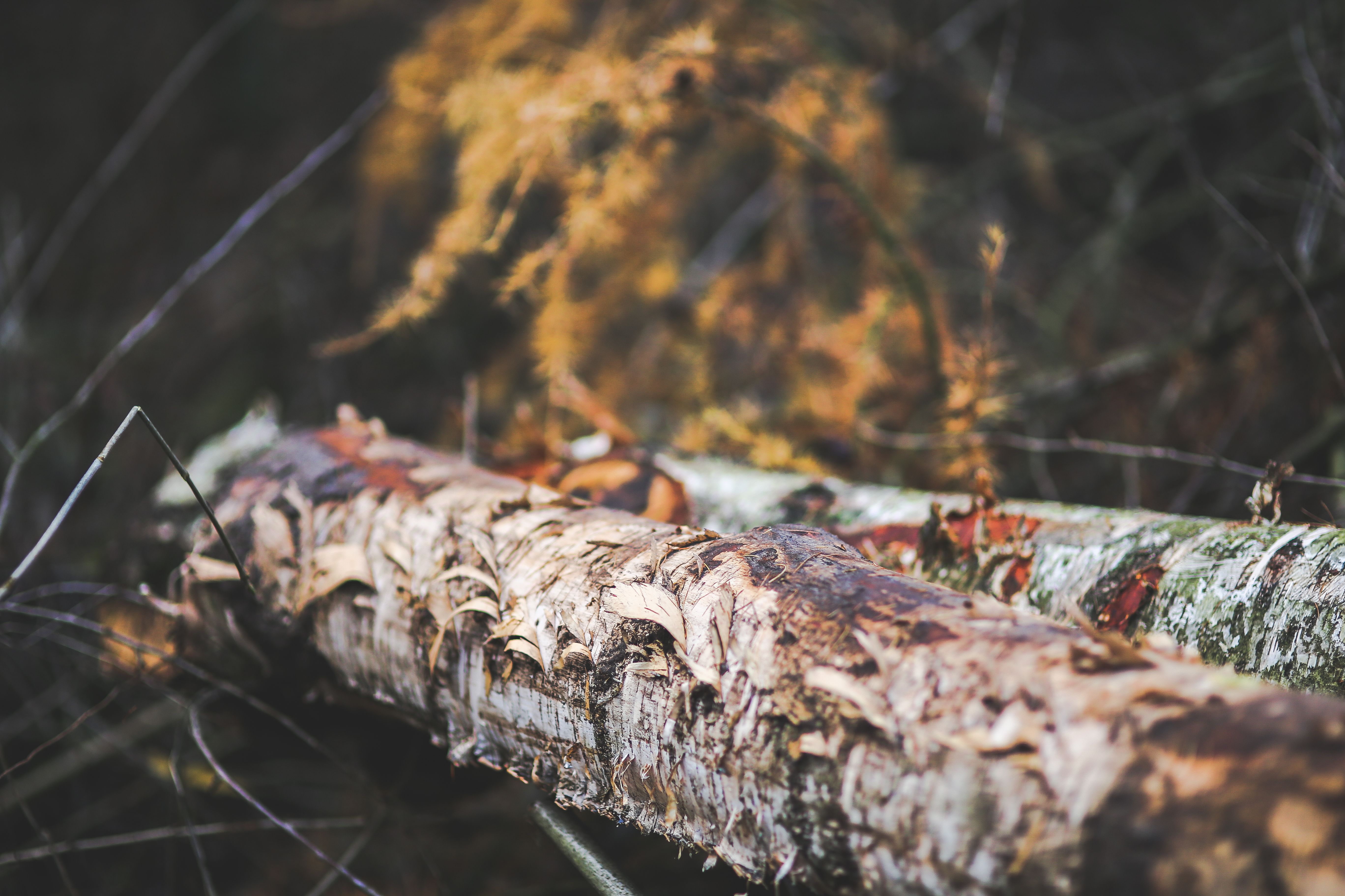 Ragged tree trunk II · Free Stock Photo