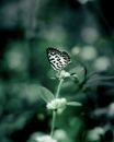 Black and White Butterfly Perched on White Flower in Close Up Photography