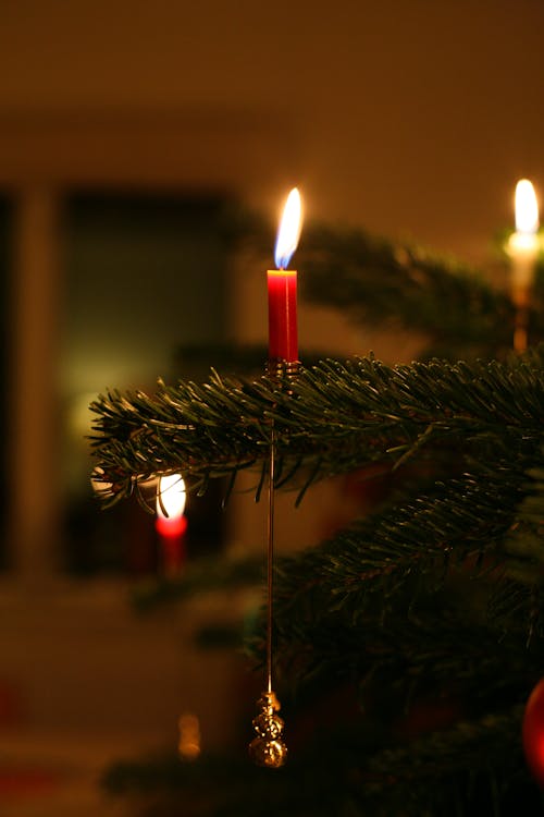 Free Red Candle on Green Pine Tree Stock Photo