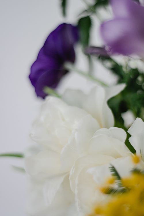 Free Beautiful close-up of purple anemones and white peonies with a blurred background, creating a soft, floral vibe. Stock Photo