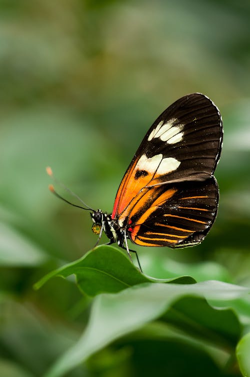 Gratis Farfalla Arancione Bianca E Nera Sulla Foglia Verde Foto a disposizione