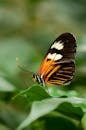 Orange White and Black Butterfly on Green Leaf