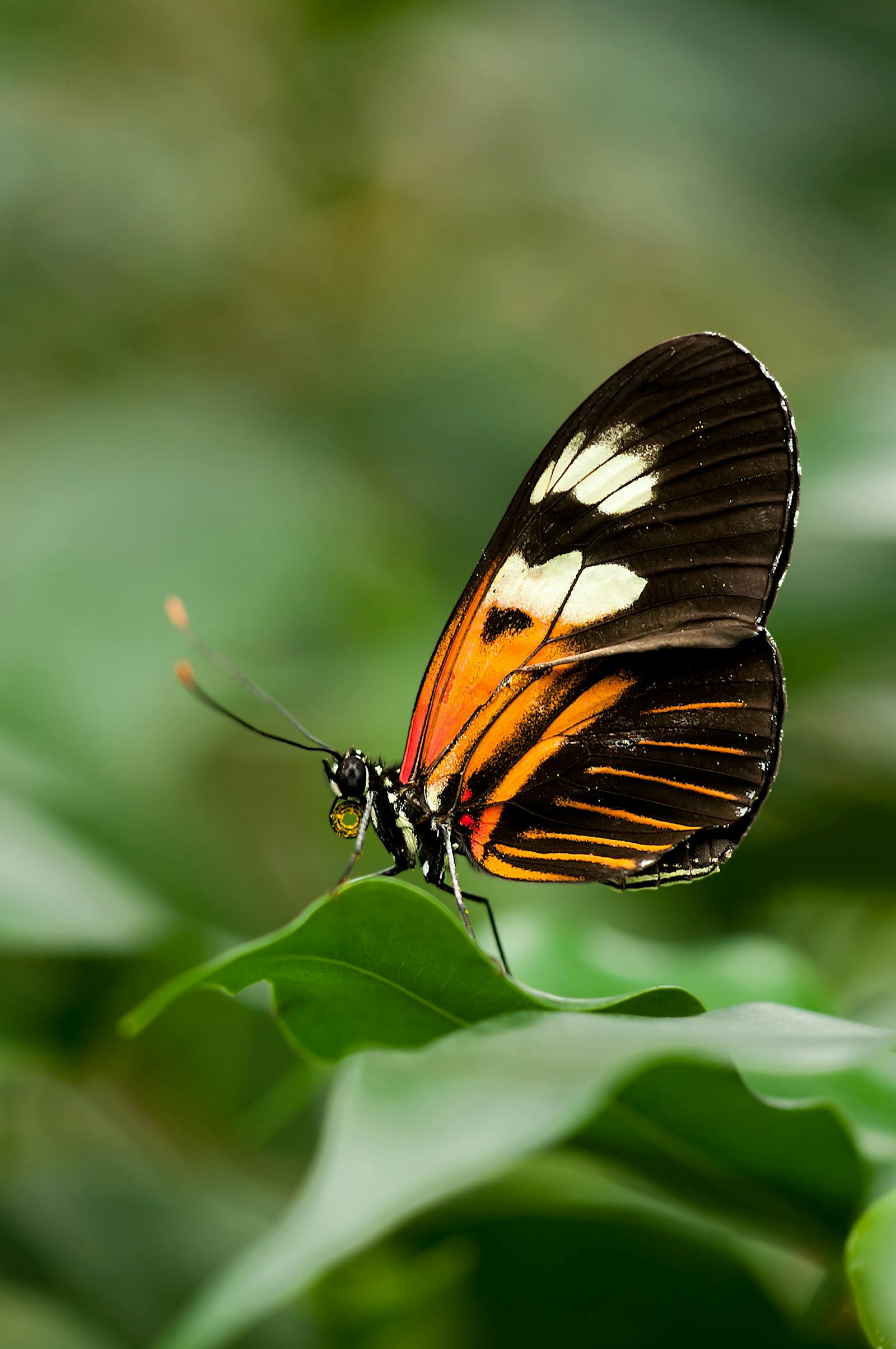 2,000+ Best Butterfly Images · 100% Free Download · Pexels Stock Photos