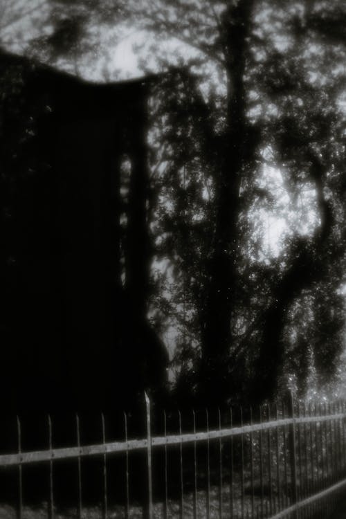 Bezpłatne Darmowe zdjęcie z galerii z ciemność, czarno-biały, drzewa Zdjęcie z galerii