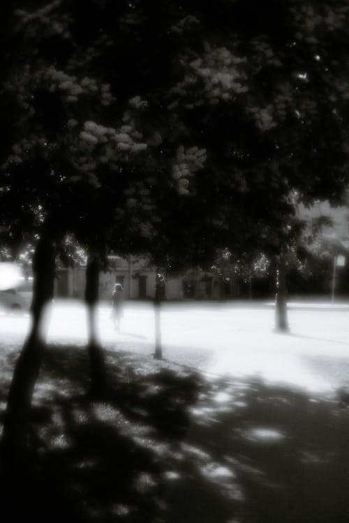 Gratis Immagine gratuita di alberi, bianco e nero, città Foto a disposizione