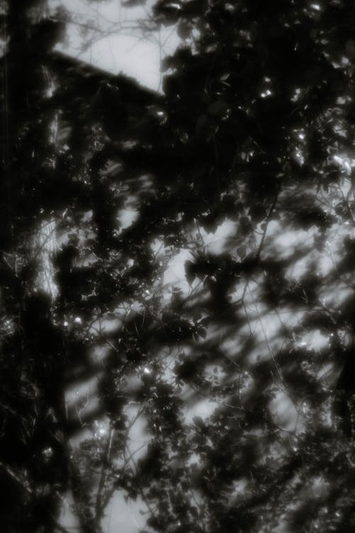 Leaves in Darkness