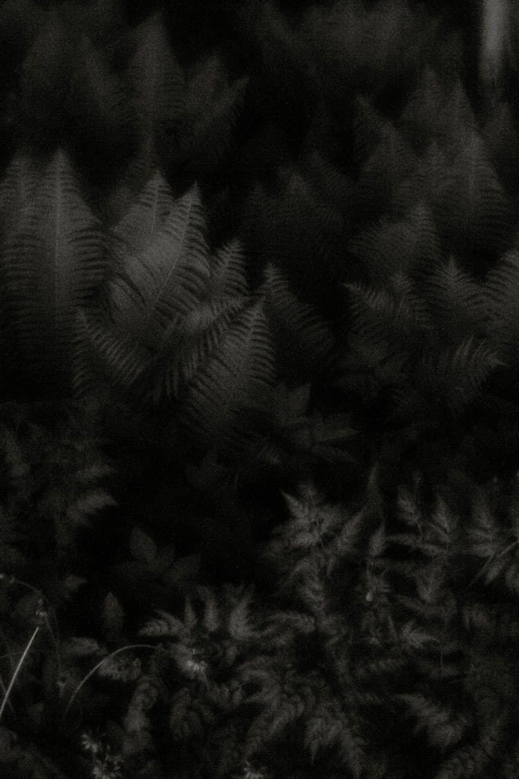 Abstract Design With Ferns