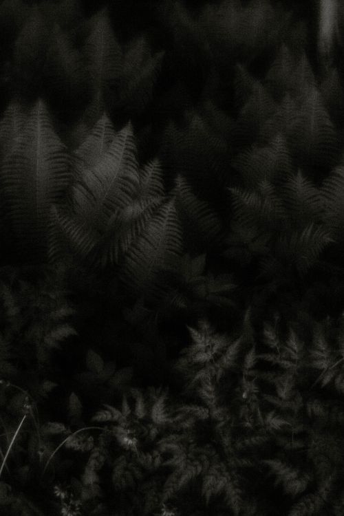 Free A captivating abstract shot of fern leaves in a dark, moody atmosphere. Stock Photo
