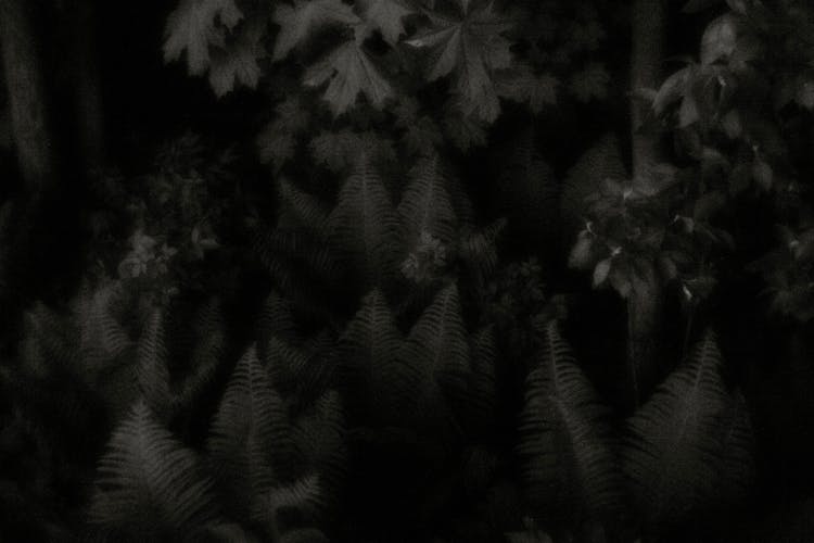 Mysterious Fantasy Ferns