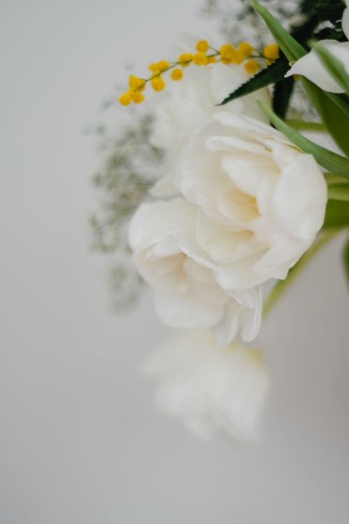 Free A beautiful arrangement of white tulips and mimosa flowers with a soft focus background. Stock Photo