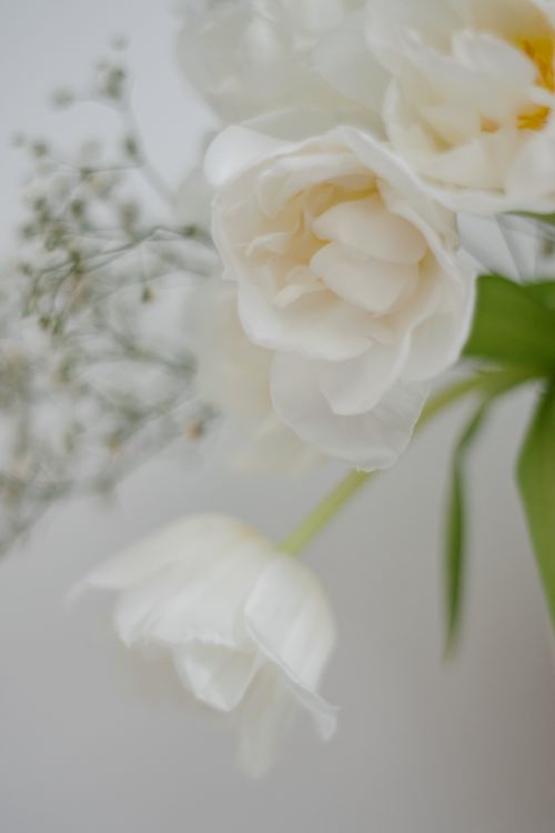 Free Delicate white roses with green leaves in soft focus, creating a serene floral composition. Stock Photo