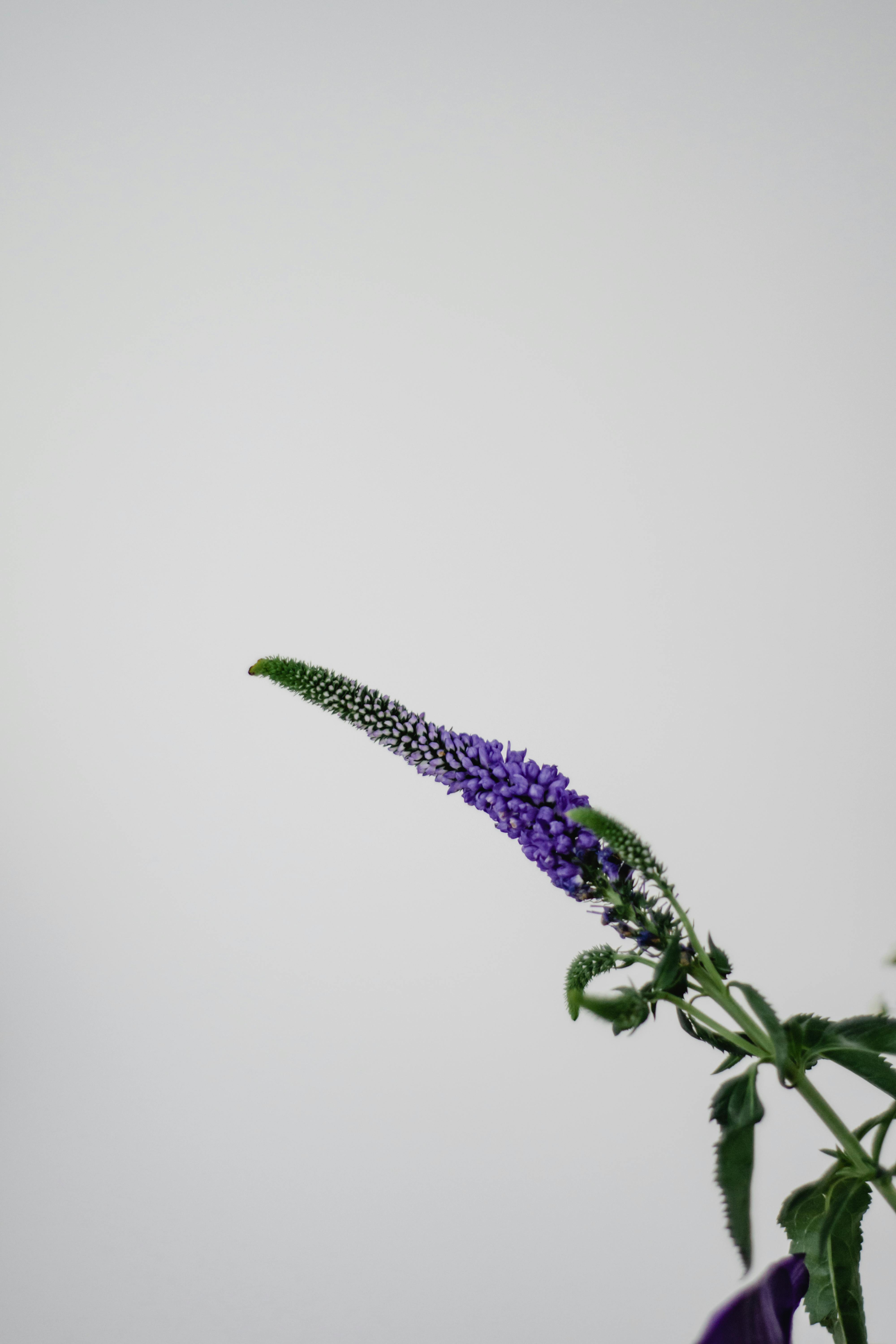 Veronica spicata