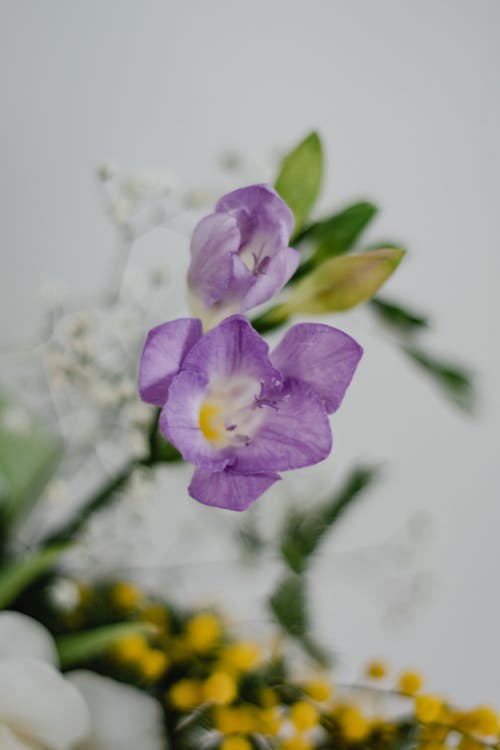 Close up of Purple Flowers