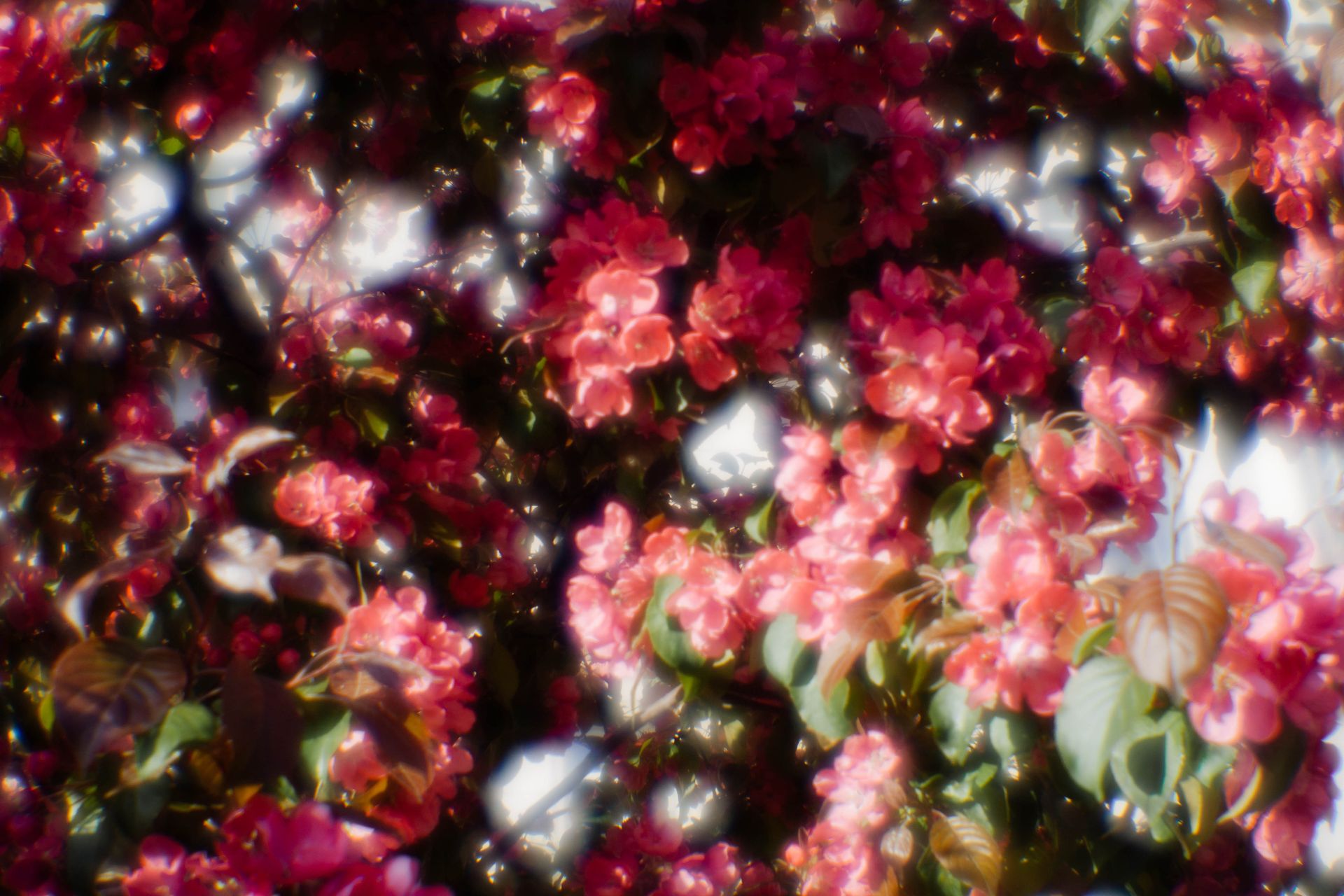 A lush display of pink blossoms soaking in spring daylight, embodying seasonal growth.