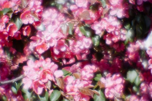 Free Close-up of vivid pink crabapple blossoms with green leaves in a soft focus during spring. Stock Photo
