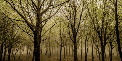 Foto d'estoc gratuïta de amarillo, amb boira, arbre