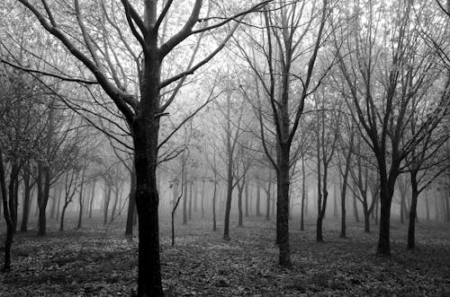 Foto d'estoc gratuïta de amb boira, arbre, blanc i negre