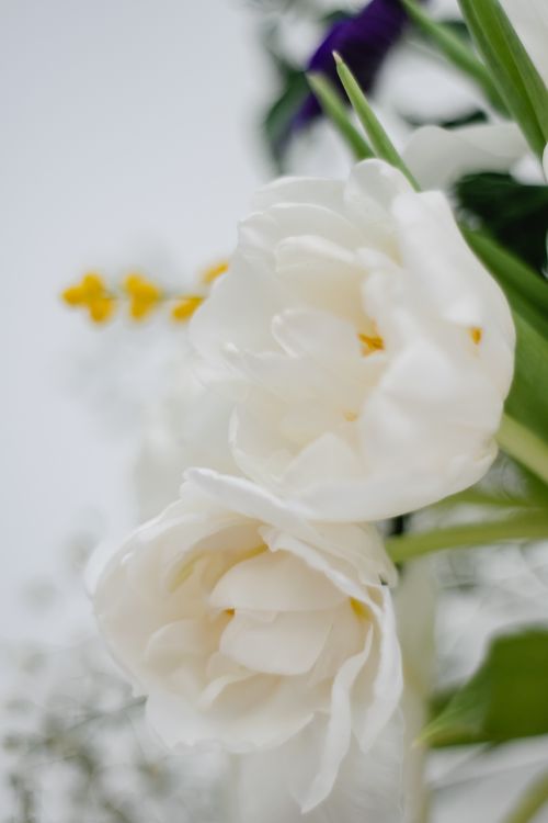 Free A soft and delicate close-up of blooming white tulips in Helsinki, emphasizing their purity and elegance. Stock Photo