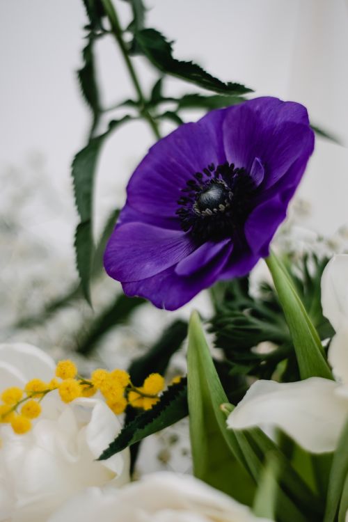 Free A detailed view of a vibrant purple anemone flower surrounded by mimosa and white petals. Stock Photo