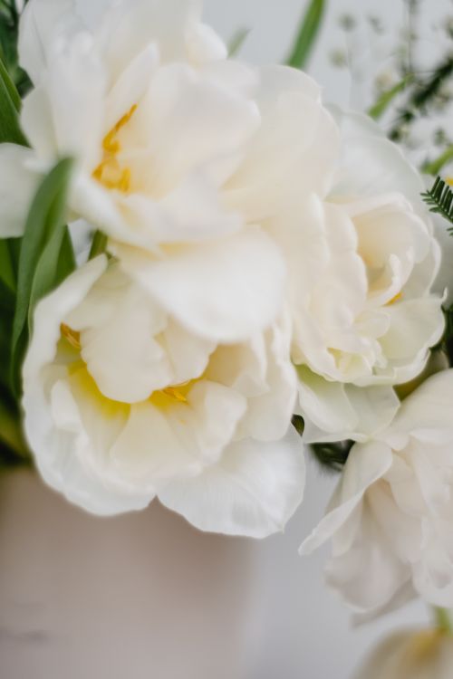 Free Close-up of a delicate white tulip bouquet with soft light shining through petals. Stock Photo