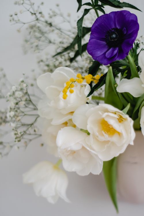 Free A vibrant bouquet featuring white tulips and a striking violet anemone on a soft white background. Stock Photo