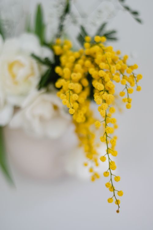 Free A close-up of a delicate floral arrangement featuring vibrant yellow mimosa and soft white roses. Stock Photo