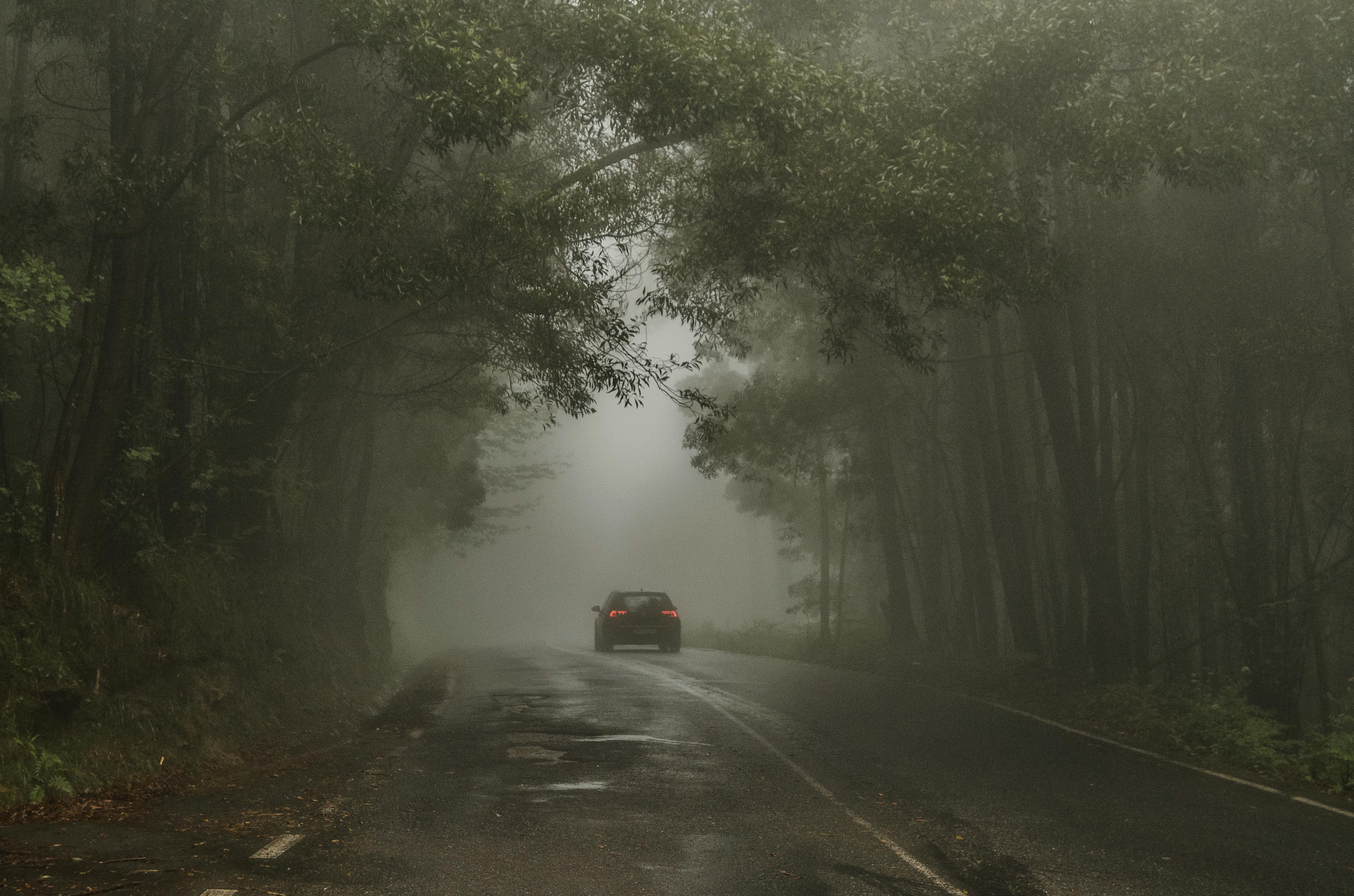 car passing on road between trees