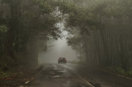 樹木之間的道路上行駛的汽車