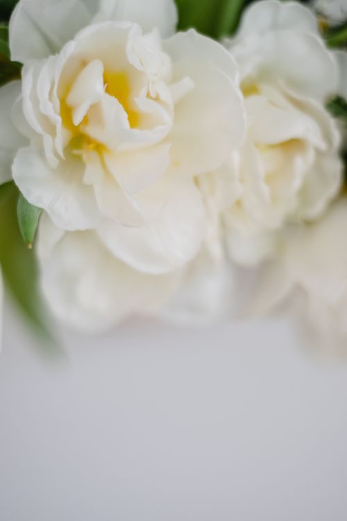 Free A close-up of delicate white peonies with soft petals, captured in a serene, blurry background. Stock Photo