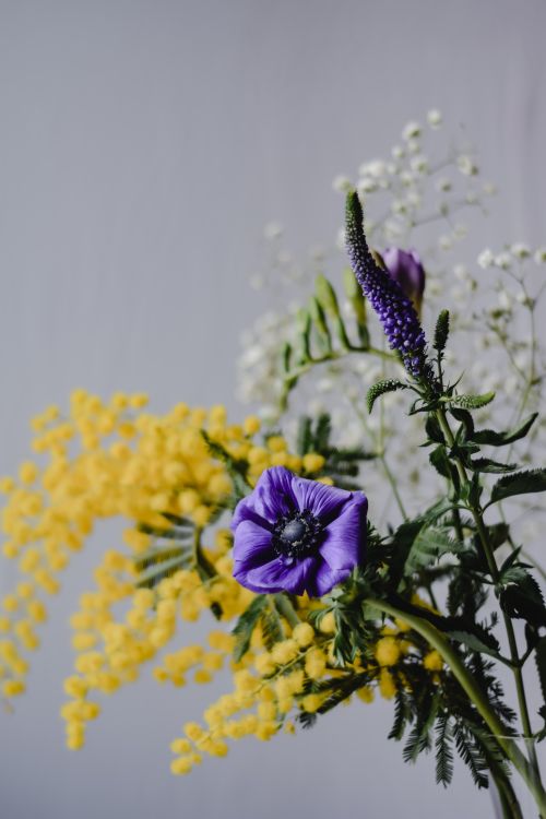 Free Beautiful floral arrangement with purple anemone and yellow mimosa, perfect for spring décor. Stock Photo