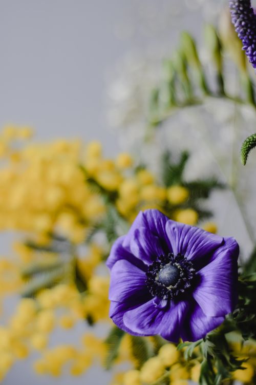 Free A striking purple anemone flower amidst yellow and green foliage, showcasing nature's vibrant colors. Stock Photo