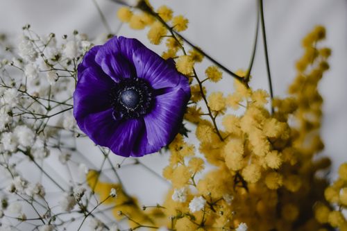 Free A close-up of a vibrant purple anemone surrounded by fluffy yellow mimosa and delicate white baby's breath flowers. Stock Photo