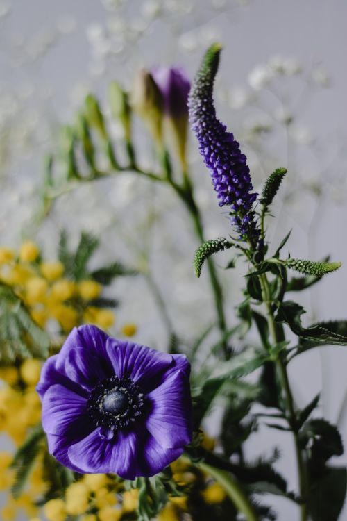 Free Close-up of blooming purple anemone and Veronica flowers with blurred background. Stock Photo