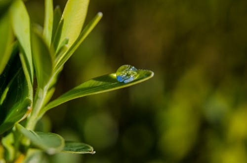 Foto profissional grátis de água, chuva, ecológico