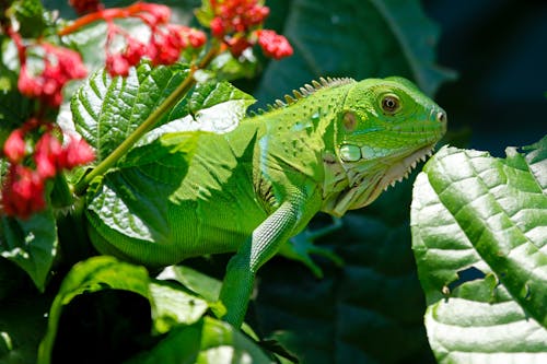 Reptile Vert Sur Feuilles Rouges Et Vertes