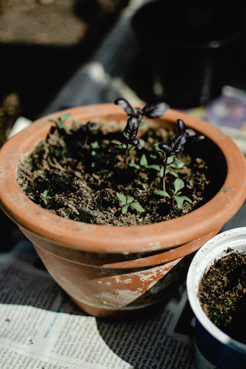 棕色煲绿色的植物