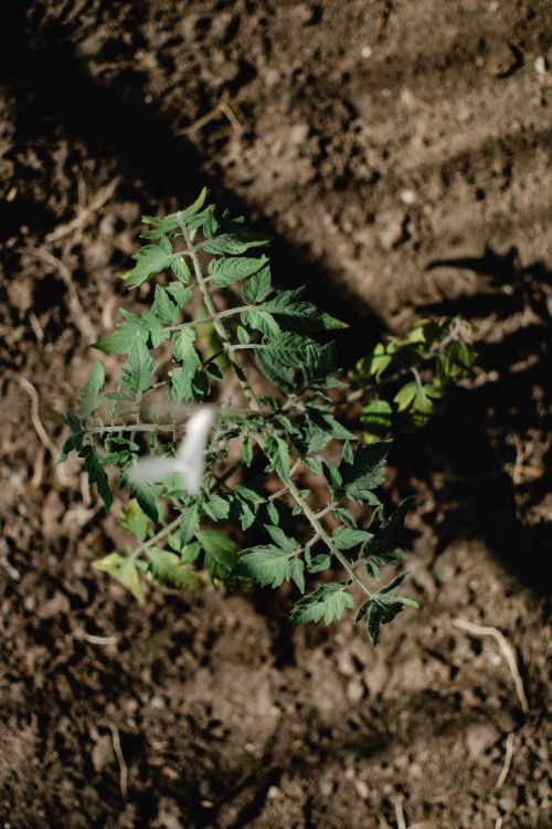 Free A young tomato plant with green leaves growing in the soil under sunlight. Stock Photo