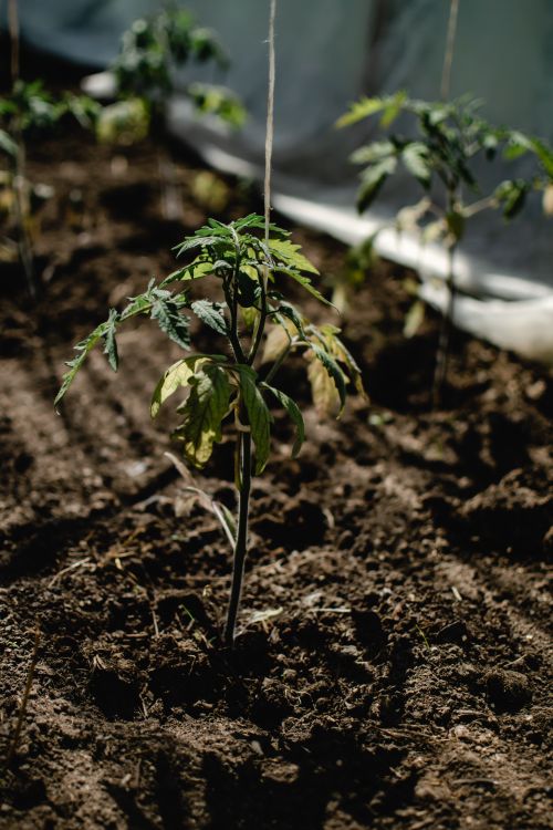 Free Close-up of a tomato plant growing in an Estonian garden. Stock Photo
