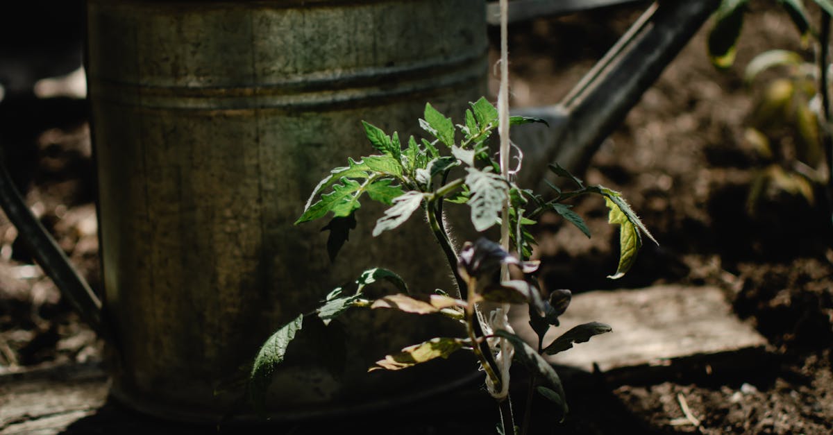 A rustic watering can next to growing tomato plants in an Estonian greenhouse.