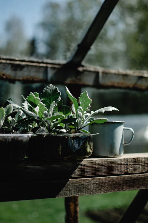 Potted Plant On A Wooden Bench