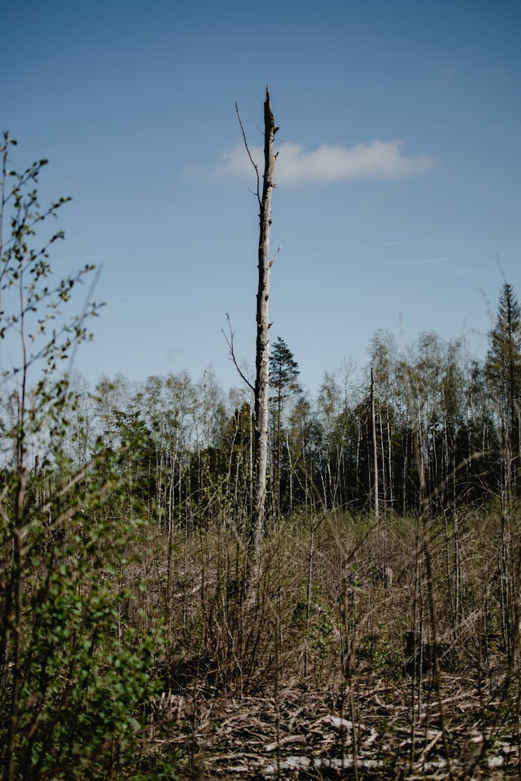 An Isolated Leafless Tree In A Forest