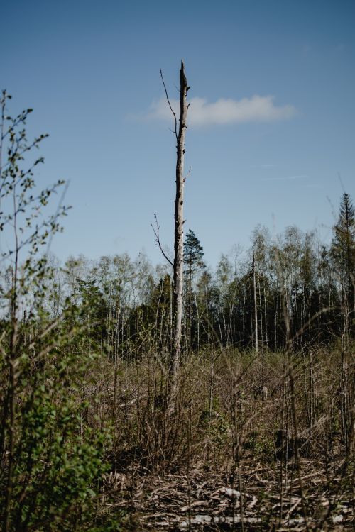 Free A solitary leafless tree in a springtime Estonian forest landscape under a clear blue sky. Stock Photo