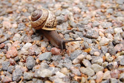A detailed view of a brown snail crawling among pebbles and stones.