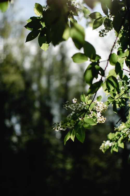 Free Vertical close-up of a blossoming branch with leaves in an Estonian forest. Bright natural beauty. Stock Photo