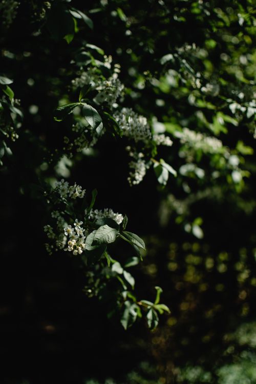 Free Close-up of lush green branches and delicate blossoms in springtime Estonia. Stock Photo